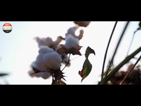 اليوم العالمي للقطن في مصر Egypt World Cotton Day hqdefau 142