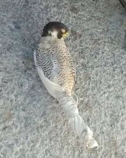 بالتعاون مع شركاء العمل البيئى : وزيرة البيئة : إحباط محاولة تهريب و بيع صقر شاهين بالبحر الاحمر فى اطار 26422