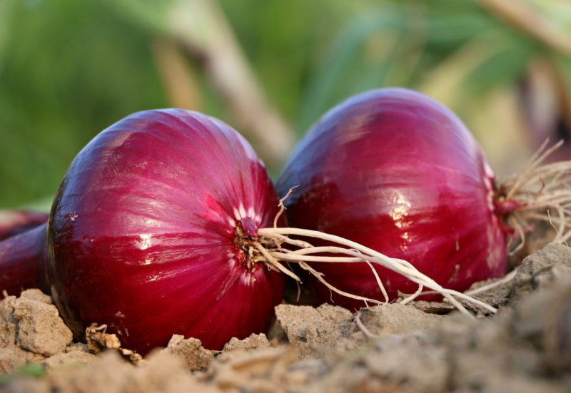 onion roots
