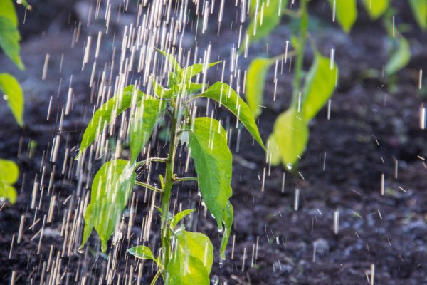 وزير الزراعة يشكل غرفة عمليات لتخفيف تأثير الاحوال الجوية على المزارعين والمربين plant rain