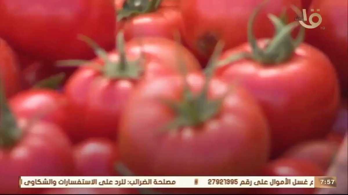 نجح فريق مركز البحوث الزراعية، في إنتاج تقاوي طماطم مصرية فائقة الجودة وبإنتاجية بلغت 60 طن في الفدان، يصل 2 ye0OQHAhiG4uqA