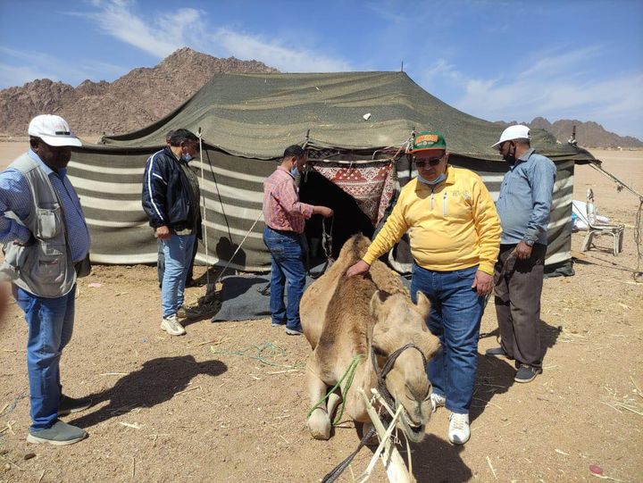 الزراعة :القافلة البيطرية المجانية تفحص الهجن بمضمار شرم الشيخ الدولي في إطار متابعة نتائج زيارة السيد 21183