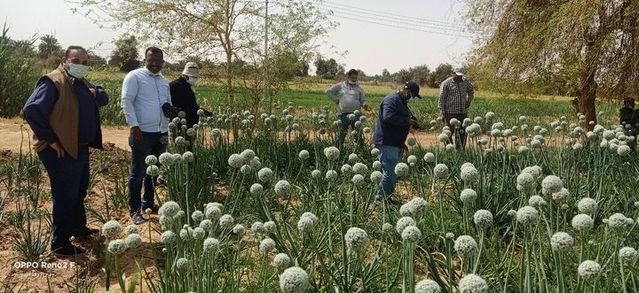 الزراعة: بحوث الصحراء والفاو ينظمان ورش عمل مجتمعية للممارسات الزراعية السليمة بواحة الخارجة بالوادي الجديد 86477