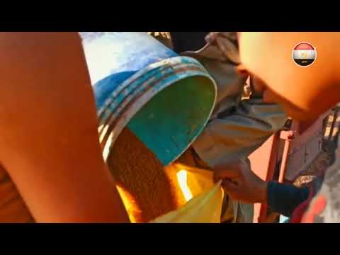 استعدادت وزارة التموين لاستلام محصول القمح لعام 2021 من المزارعين. hqdefau 181