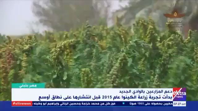 مشروع زراعة الكينوا في مركز الخارجة بمحافظة الوادي الجديد، يهدف لتقليل الفجوة الغذائية في أحد أهدافه من