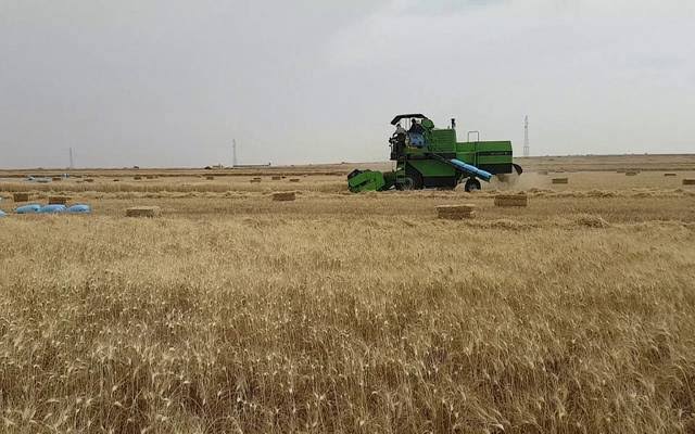 أكد السيد القصير وزير الزراعة واستصلاح الأراضي أن إجمالي حصاد محصول القمح بلغ حتى الآن 1 E0ZvGorXsAEqNWg