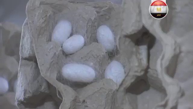 قال سامح فؤاد مسؤول رابطة منتجي ومسوقي الحرير فى مصر, نسعى الآن إلى إنشاء مدينة الحرير على مساحة 60 ألف W 7PchJE4RjMEap1