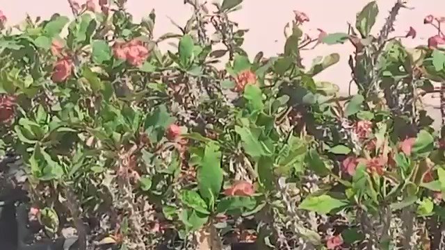 أعمال تشجير وإضاءة كورنيش مدينة المنصورة الجديدة الذي سيمتد بطول 15 كيلومتر، ويضم مسارات مخصصة لهواة duZXBj4VpHcLWSuw