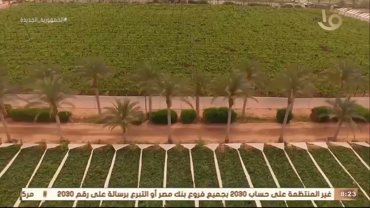 موسم حصاد محصول العنب في المزارع المصرية، والذي يبدأ من شهر مايو حتى شهر سبتمبر من كل عام vFmFO