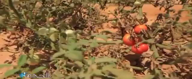 إثنين وعشرون عالِماً مصرياً من المتخصصين في مجالات الوراثة وانتاج بذور الخضر والفاكهة، ينجحون في تأسيس fiPlHMjS49VuM6BF