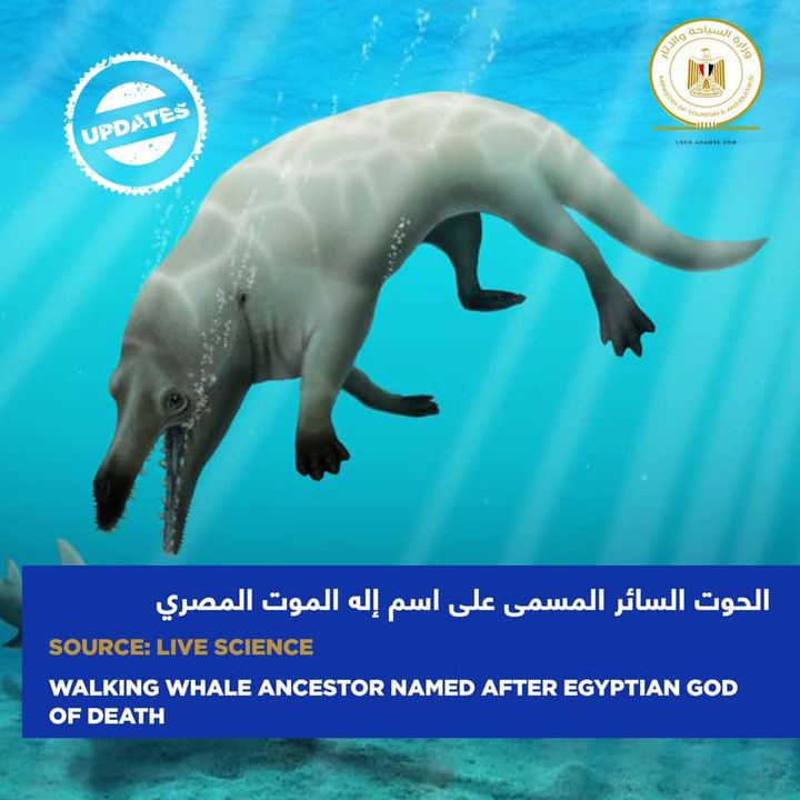 مشى الحوت شبه المائي على الأرض وسبح في الماء عاش قبل أكثر من 43 مليون سنة 55755