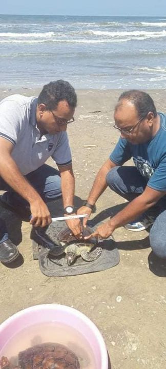 البيئة تنحج في إنقاذ سلاحف بحرية مهددة بالانقراض وإعادتها لبيئتها الطبيعية د 95931 1