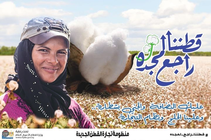وزارة قطاع الأعمال العام: قطاع الأعمال: سعر القنطار يصعد إلى 3865 جنيها في ثاني مزاد للقطن في 42460
