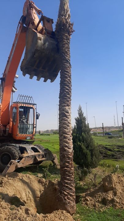 رئيس الجهاز: تكثيف أعمال صيانة المسطحات الخضراء والمزروعات بمداخل مدينة الشروق لتحسين الصورة البصرية أكد 73431