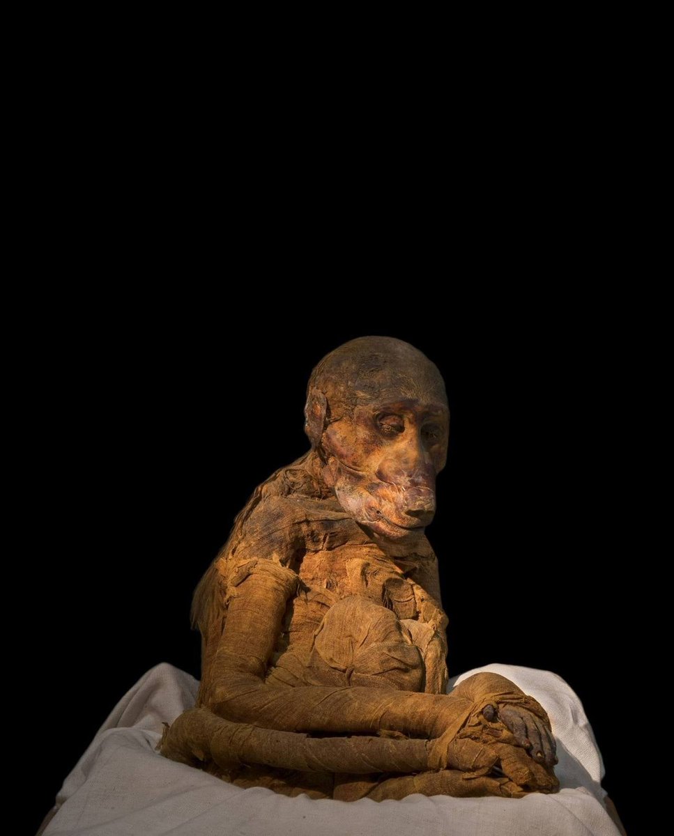 WorldAnimalDay Mummified Baboon - New Kingdom Tomb (KV51) Valley of the Kings, West Thebes FA3WqJ XoAALO33