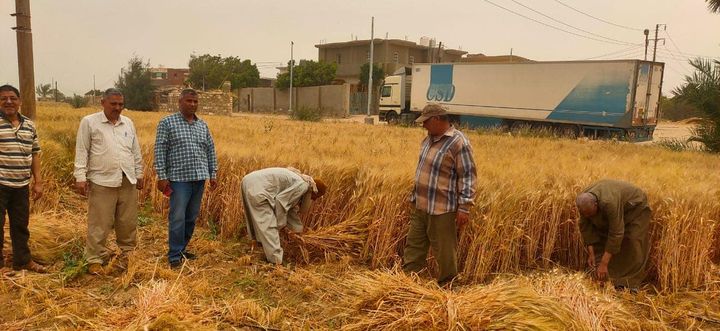 وزارة الزراعة واستصلاح الأراضي: وزير الزراعة يتابع حصاد القمح في بعض محافظات الجمهورية ويوجه 35204