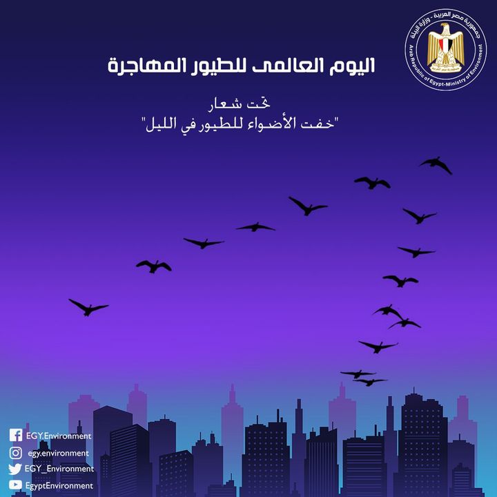 تحت شعار خفت الأضواء للطيور في الليل مصر تشارك العالم الاحتفال باليوم العالمى للطيور المهاجرة د 59002