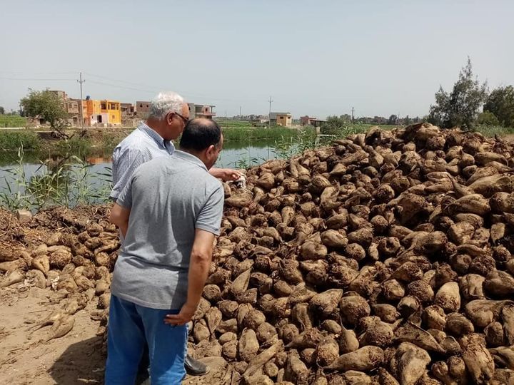 وزارة الزراعة واستصلاح الأراضي: بالصور الزراعة تتابع توريد محصول البنجر لمصانع السكر في 40646