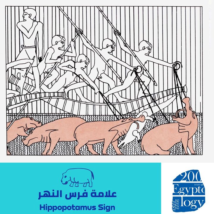 تُمثل العلامة هيئة فرس النهر أو ما نسميه السيد قشطة 66187