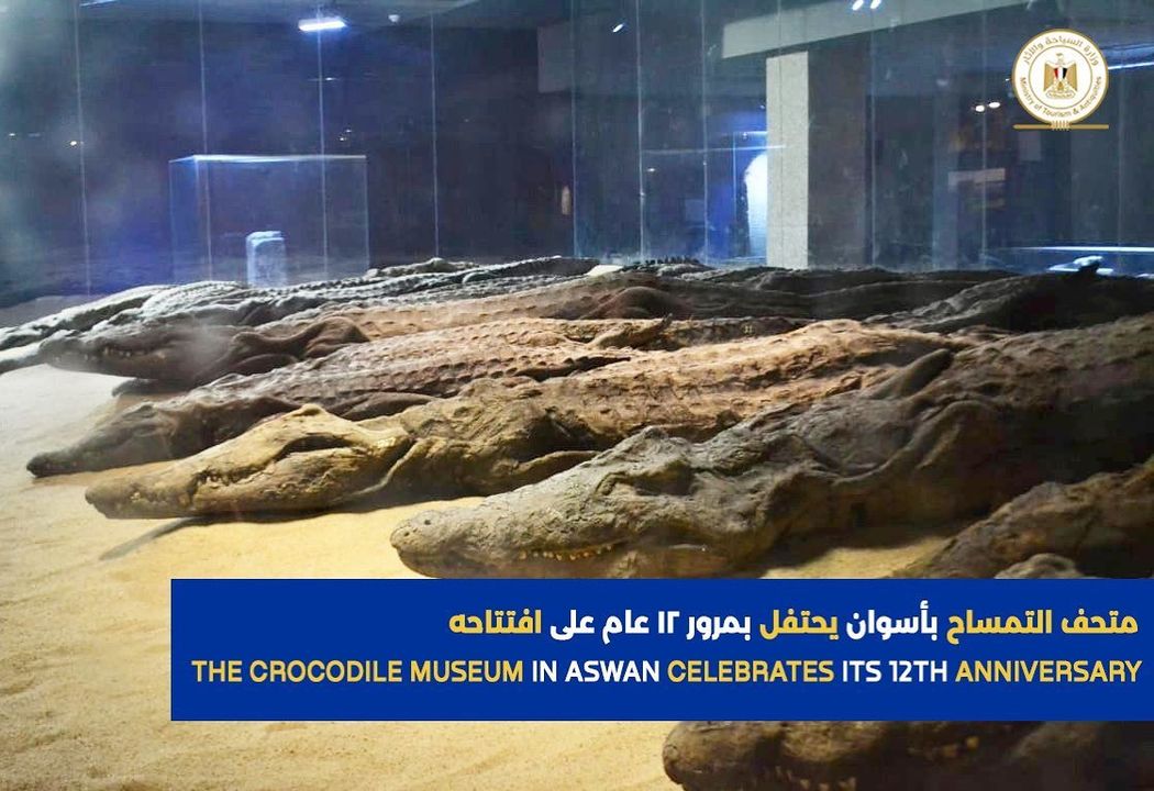 احتفل متحف التمساح، بذكرى مرور 12 عام على افتتاحه، والذي يوافق يوم 31 يناير من كل عام 97762