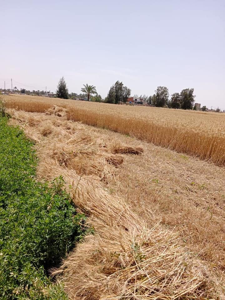 وزارة الزراعة واستصلاح الأراضي: وزير الزراعة رابع أيام عيد الفطر يتابع حصاد وتوريد القمح 29444