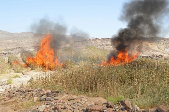 المتحدث العسكرى : القوات المسلحة تنفذ عدة حملات مكبرة للبحث والتفتيش على الزراعات المخدرة بسيناء 34889