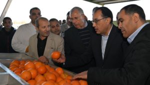 ضمن جولته اليوم بمشروعات الانتاج الزراعي بالبحيرة: 
رئيس الوزراء يتفقد محطة شركة جامكو لتعبئة البرتقال