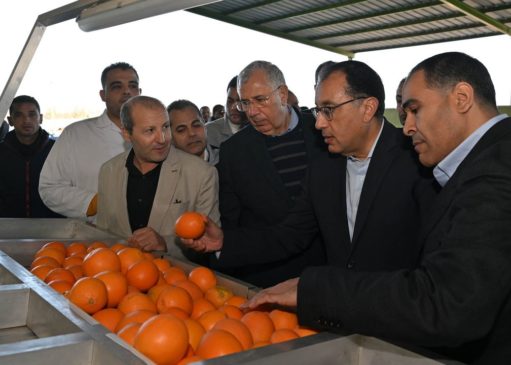 ضمن جولته اليوم بمشروعات الانتاج الزراعي بالبحيرة: رئيس الوزراء يتفقد محطة شركة جامكو لتعبئة البرتقال 81006